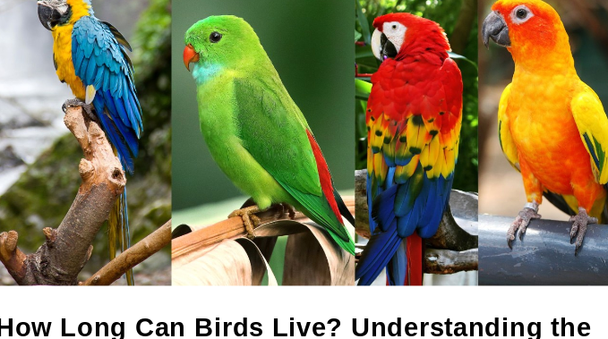 How Long Can Birds Live